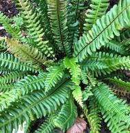 Blechnum Spicant also known as the Deer Fern, tidy upright habit evergreen fern which prefers semi shade