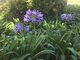 Agapanthus Queen Anne