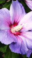 Hibiscus Syriacus Oiseau Bleu (Blue Bird) shrubs for sale at our Nursery in London. Buy online UK delivery