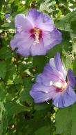 Hibiscus Syriacus Oiseau Bleu features delicate, light blue to lavender flowers with a soft, airy look, offering a unique and serene touch to any landscape.