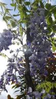 Wisteria Floribunda Sinensis Domino, blue-purple flowering Wisteria for sale online with UK delivery. 