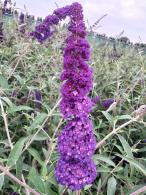 Buddleia Black Knight is a striking shrub with deep purple-black flower spikes that attract butterflies, making it a bold addition to any garden.