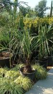 Butia Capitata, hardy palms specialist nursery, London. Paramount, specialist London garden centre and online UK.