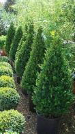 Buxus Sempervirens Cones, Topiary Box Pyramids and other shaped Buxus plants for sale at our Topiary specialist nursery in London UK.