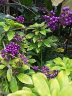 Callicarpa Profusion trained as a climber, pretty lilac flowers and bright purple berries, for sale online UK delivery