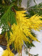 Calocedrus Decurrens Aureovariegata is also known as California Incense Cedar for sale online with UK delivery.