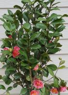 Camellia Reticulata California, huge pink flowering shrubs to buy online UK delivery