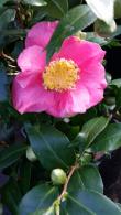 Buy Pink Camellias online - large flower of Camellia Reticulata California, UK delivery