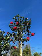 Camellia Japonica Adolphe Audusson, bright red flowering Camellia for sale online UK