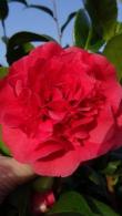 Camellia Japonica Kramers Supreme, beautiful red flowering variety to buy from our London nursery, delivery throughout the UK