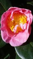 Camellia Reticulata California, huge pink flowering shrubs to buy online UK delivery