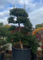 Camellia Sasanqua, winter flowering cloud tree, beautifully trained topiary tree for sale online with UK delivery.