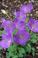 Campanula Blue Clips flowering. Pretty perennial for ground cover or edging, long flowering period.