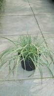 Carex Silver Sceptre, Grasses to buy online, UK