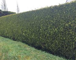 Cupressocyparis Leylandii Castlewellan Gold evergreen hedge