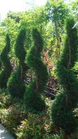 Cupressus Castlewellan Leyland Spirals, Topiary UK