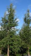 Cedar of Lebanon or Cedrus Libani is for sale at specimen tree specialists Paramount in North London, UK & online. 