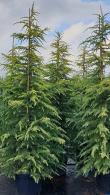 Cedrus Deodara Aurea