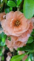 Chaenomeles Superba Cameo, peach coloured flowering Japanese Quince for sale. Ornamental Quince tree to buy online UK