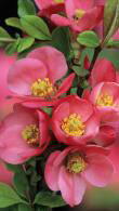 Chaenomeles Superba Pink Lady, baby pink flowering Japanese Quince, Pink Lady is for sale online with UK and Ireland delivery.