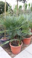 Chamaerops humilis Cerifera palm tree with silver blue leaves