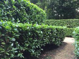 Cherry Laurel, tiered with Cupressus Leylandii for a two tier hedge for privacy