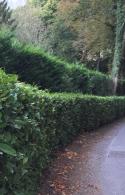 Cherry Laurel, tiered with Cupressus Leylandii for a two tier hedge for privacy