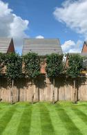 Cherry Laurel pleached trees in a customer’s garden with a beautiful green lawn