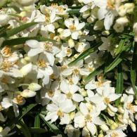 Choisya Aztec Pearl, evergreen shrub with scented flowers for sale at our London nursery, UK