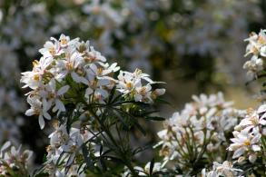 Choisya Dewitteana White Dazzler, also known as the Mexican Orange Blossom, is an evergreen shrub with aromatic white flowers and glossy green leaves, adding a fresh, fragrant touch to gardens year-round.