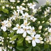 Choisya Ternata (Mexican Orange Blossom) - grow as an evergreen shrub or a fragrant hedge