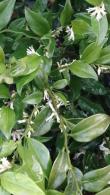 Sarcococca Ruscifolia.  Sweet Box.  Buy Online Nationwide Delivery