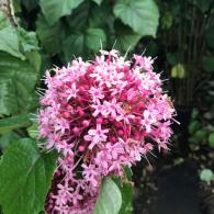 Clerodendrum bungei Glory Flower with large pink blooms