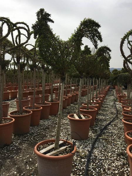 Cockerel topiary shaped Ligustrum Jonandrum with a 70cm trunk, specialist topiary nursery, buy online UK delivery