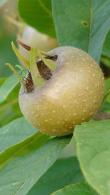 Mespilus Germanica Common Medlar Fruit Tree for Sale Online with UK delivery.