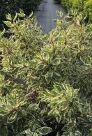 Cornus Alba Ivory Halo, or the Variegated Dogwood, is a deciduous shrub with striking green and white variegated leaves and vibrant red stems, adding year-round visual interest to landscapes.