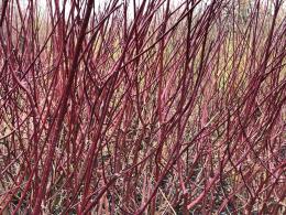 Cornus Alba Sibirica Siberian Dogwood in Winter