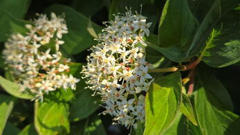 Cornus Baton Rouge dogwood with bright red stems and green summer foliage