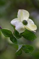 Cornus Eddie