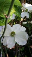 Cornus Florida Cloud Nine - a perfect ornamental tree for smaller gardens for sale at our tree nursery in London UK.