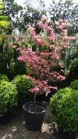 Cornus Florida Sunset (Flowering Dogwood), UK