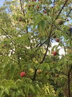 Cornus kousa deciduous tree with white bracts