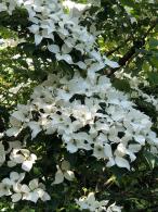 Cornus controversa 'variegata'