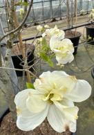 Cornus Florida Pluribracteata is a flowering dogwood with extra-large bracts, creating a striking appearance in spring with its beautiful white blossoms and attractive, glossy leaves.