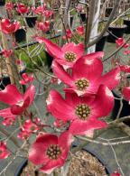 Cornus Florida Red Giant, or Flowering Dogwood, is a stunning tree with large, deep red bracts and white flowers, creating a dramatic display in spring followed by vibrant red fall foliage.