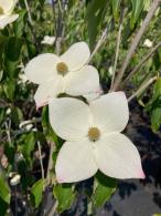 Cornus Teutonia upright tree with white flowers