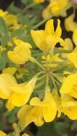 Coronilla Emerus is known as Scorpion Senna or Hippocrepis Emerus. Buy flowering shrubs online UK delivery.