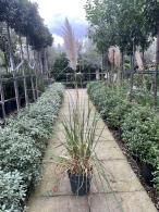 Cortaderia Selloana Evita or Pampas Grass Evita a beautiful compact pampas grass, perfect for smaller gardens, buy online UK delivery.