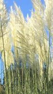 Cortaderia Selloana Pampas grass growing in an English garden