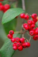 Cotoneaster Lucidus Hedge or Peking Cotoneaster is often used for hedging due to upright growth habit